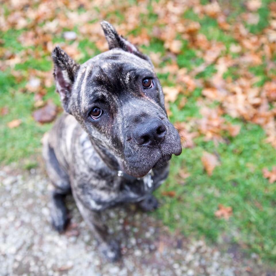 mycanecorso's tweet photo. *Kim Ley #mycanecorso #tcccoa #canecorso #canecorsoclubofamerica #canecorsocool #italianmastiff #corsolover #canecorsofamily #corsolife https://t.co/05sNDHMsyk