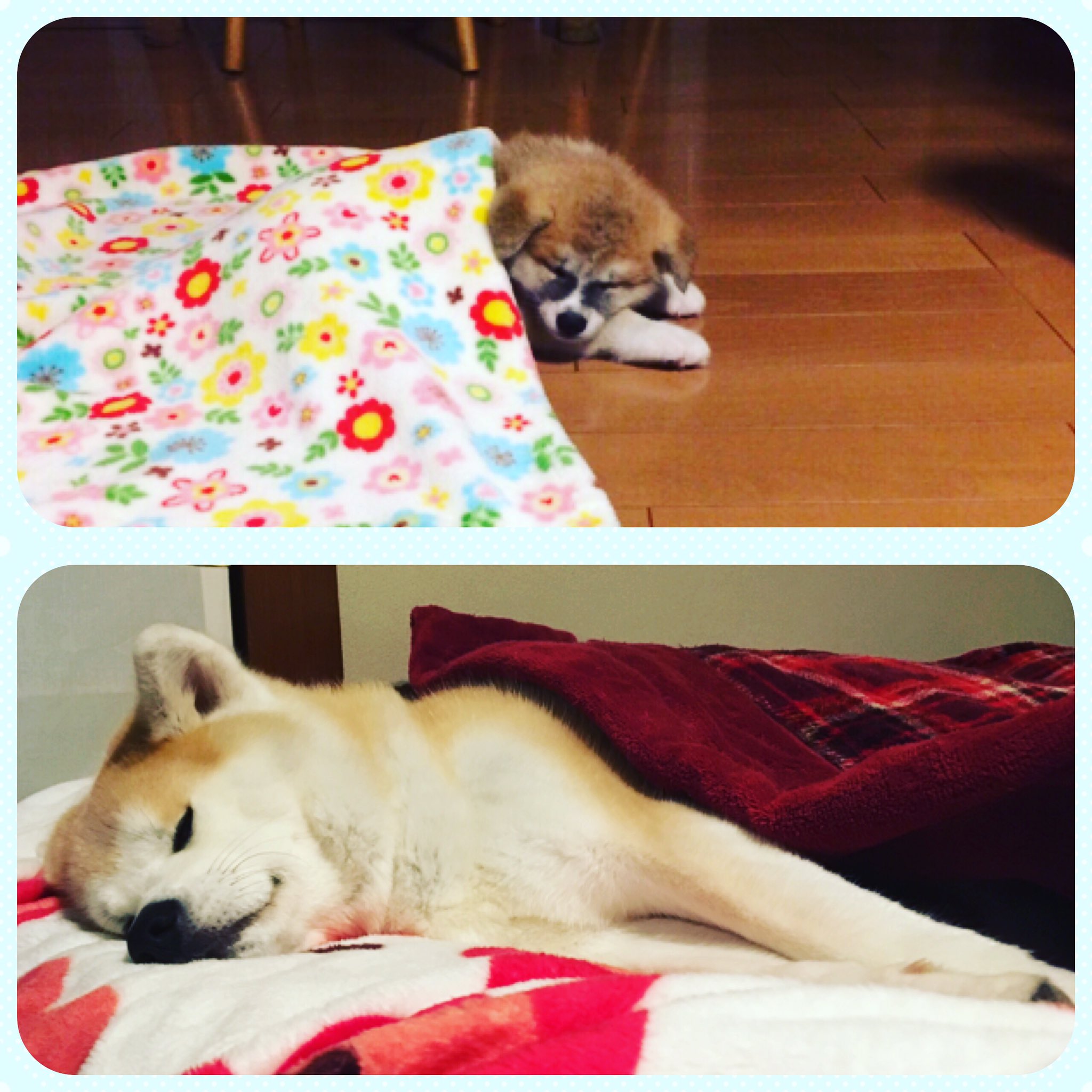 秋田犬の里 公式 あこの毛布好きは仔犬の頃から 大館はだいぶ春めいてきましたが まだ毛布は手放せないようです 秋田犬 Akita T Co Ji8czecffa Twitter