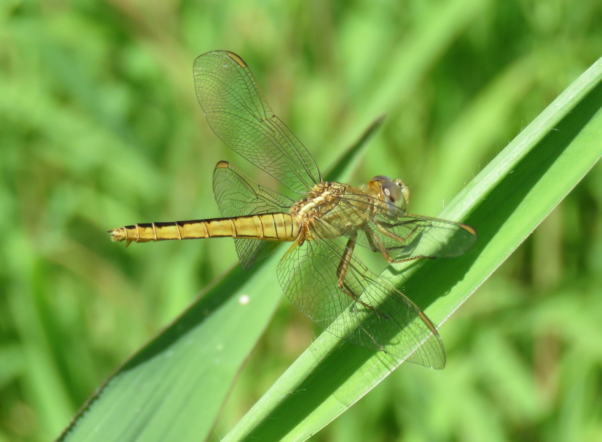 Anthony Walton's Nature Photography tweet media