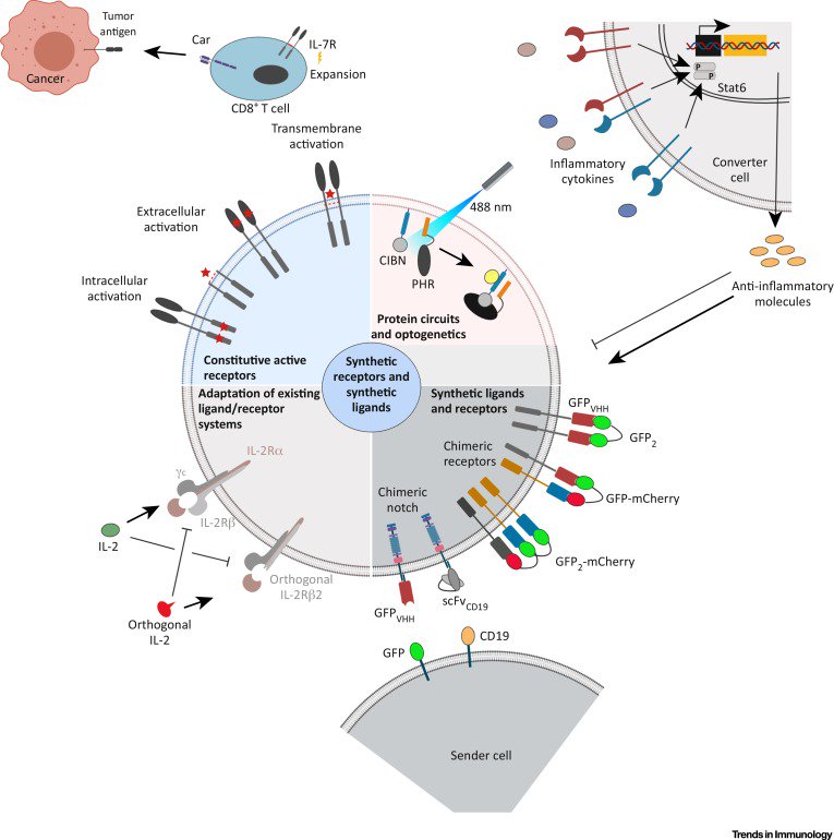 TrendsImmuno's tweet photo. New FREE Review @TrendsImmuno, #Immunoreceptor #Engineering and #Synthetic #Cytokine #Signaling for #Therapeutics, by Jürgen Scheller, Erika Engelowski, Jens M. Moll, Doreen M. Floss, https://t.co/YQg95JPOP8 https://t.co/jGOfvDrkt6
