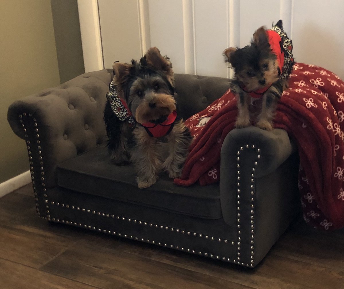 RuffRuffCouture's tweet photo. Penny and Pixie were kind enough to share pics wearing their new Carmen dresses.  Thank you ladies.  You look fantastic.
 https://t.co/QmOSPkVJIQ https://t.co/pYE1eudtzu