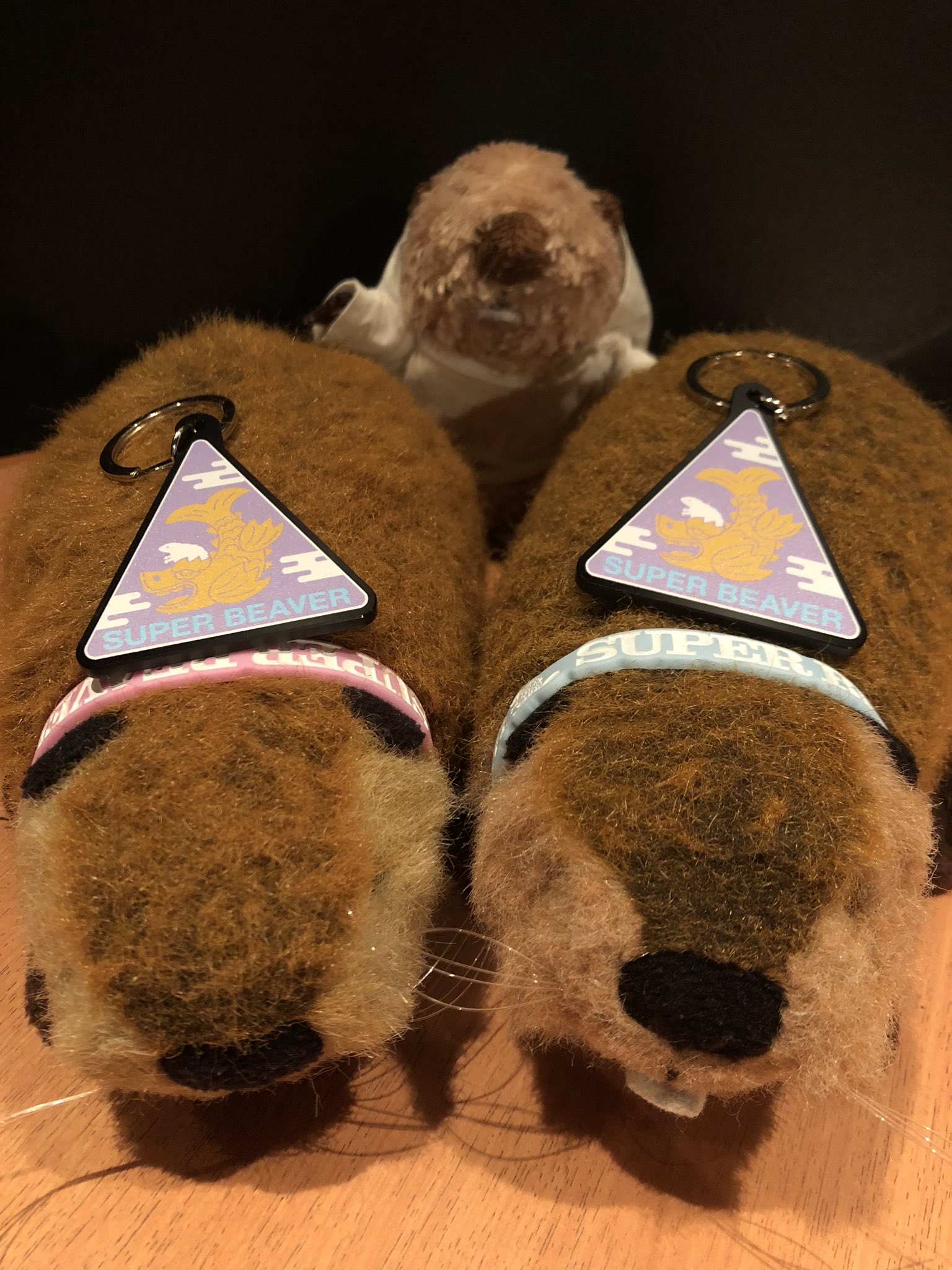 無地・新色登場！ SUPER BEAVER スーパービーバーちゃん ぬいぐるみ