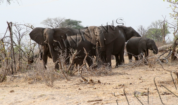 BWGovernment's tweet photo. SENETE RESIDENTS LIVE IN FEAR |Residents of Senete near Tutume have formed a committee to liase with the wildlife and national parks department to control marauding elephants in the village and its surrounding #BatswanaFirst #HumanWildlifeConflictIsReal ๐ https://t.co/PFhgbMLhYn