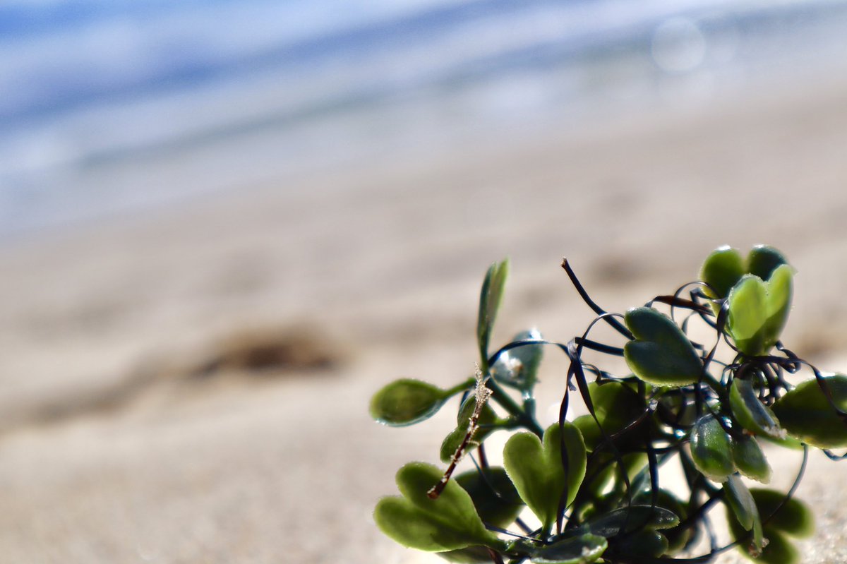 common_places's tweet photo. This is not a plant. It’s plastic. I encourage you to help and try to pick up any plastic you might find. Just because it’s not yours doesn’t mean it doesn’t matter. Clean it up for those who can’t. 🐢🐠🐙 https://t.co/z5sZMZRnhN