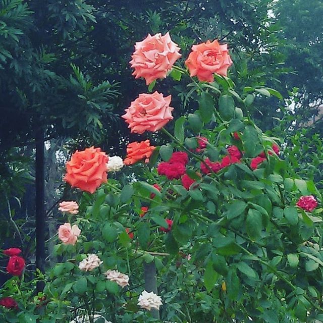 Good Morning Beautiful Roses