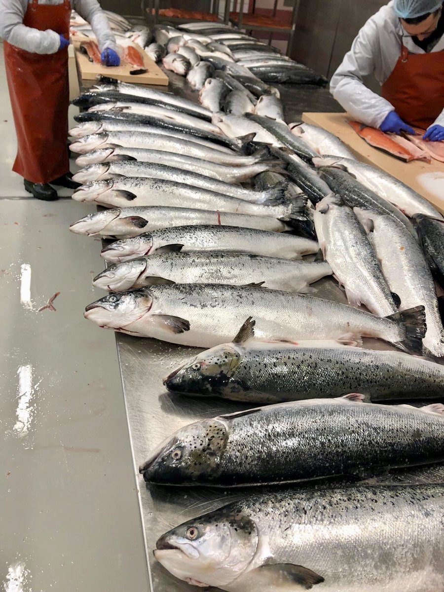 RockNCook's tweet photo. The first salmon smokery ‘DYHRBERG’ of Balsthal, Switzerland. All hand crafted, slow smoked, Alaskan salmon at its best! 🎣 https://t.co/Ika6123TIn