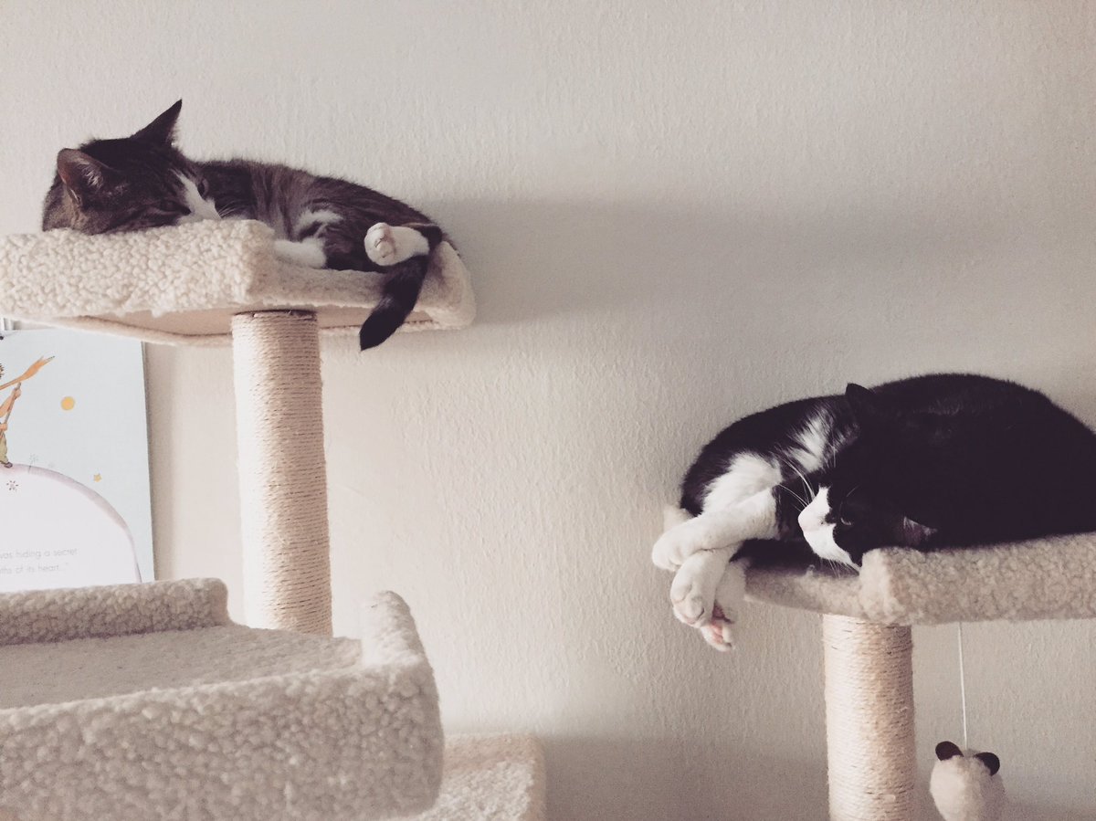 Slowly but surely, they started to like the idea of being buddies. Pancake even let Cannoli claim the tallest part of the cat castle as his napping perch!
