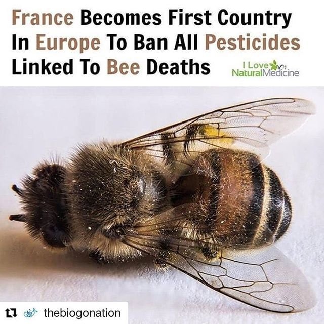 indisutras's tweet photo. Yessss France 🇫🇷 ⁣
⁣
Save the bees 🐝 😍⁣
⁣
📷 @ilovenaturalmedicine⁣
⁣
#savethebees #sustainable #sustainability ⁣ https://t.co/MptWJVnH4f https://t.co/d70FtBJ1Xe