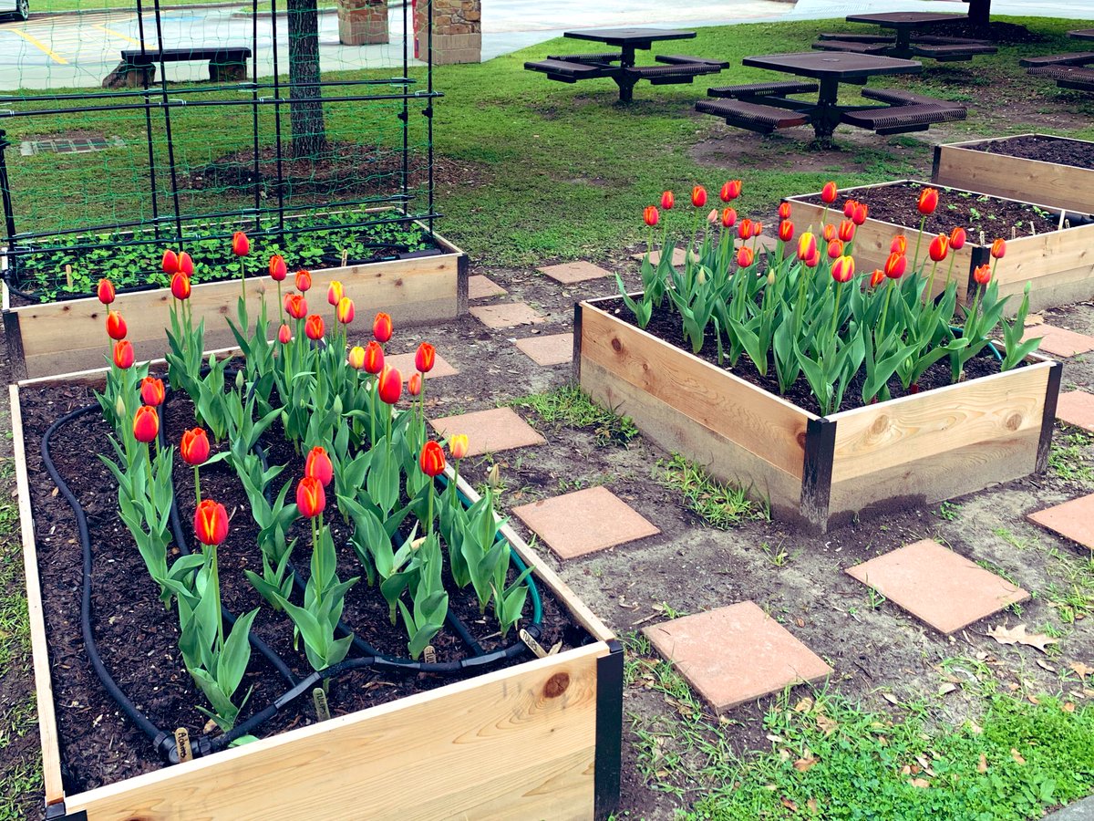 mipie09's tweet image. These beauties are all bundled up.  Hope they are warm enough to make it through tonight&apos;s fridged temps. @HumbleISD_ESE #eseSOAR #tulips