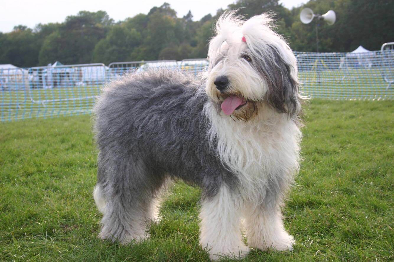 Old English Sheepdog  Razas de perros, Perro bobtail, Perros