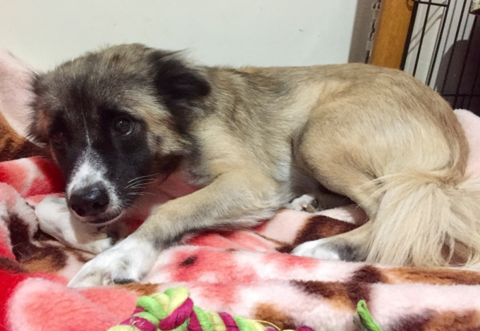 栃木県里親募集動物情報さん がハッシュタグ 水戸市 をつけたツイート