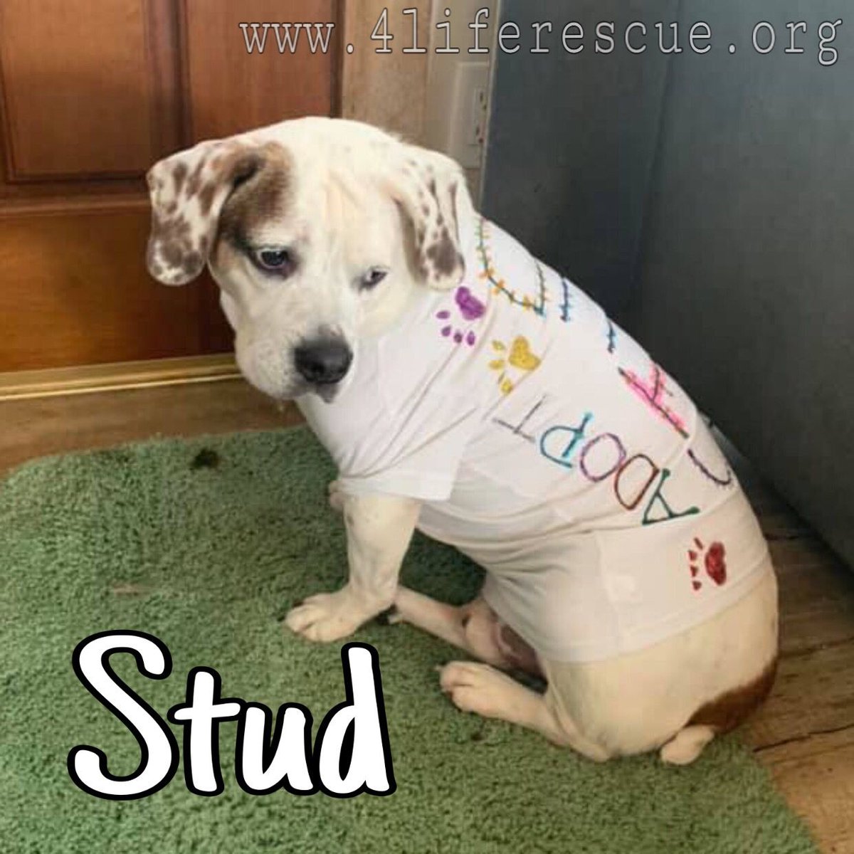 4LifeRescue tweet media