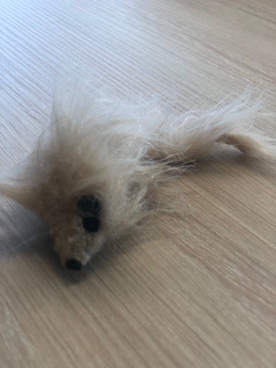 This is a rat. Used to throw at people who go down a #rathole in a workshop. Thanks ⁦<a href="/nomad8nz/">Nomad8</a>⁩ for the cool (ongoing) session!