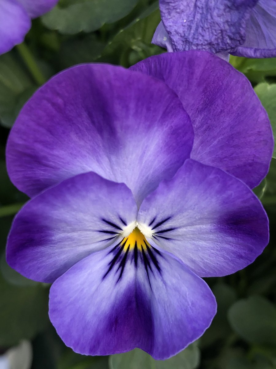 uffelenjohn's tweet image. Even wat kleur brengen in de ochtend #violen #cornuta