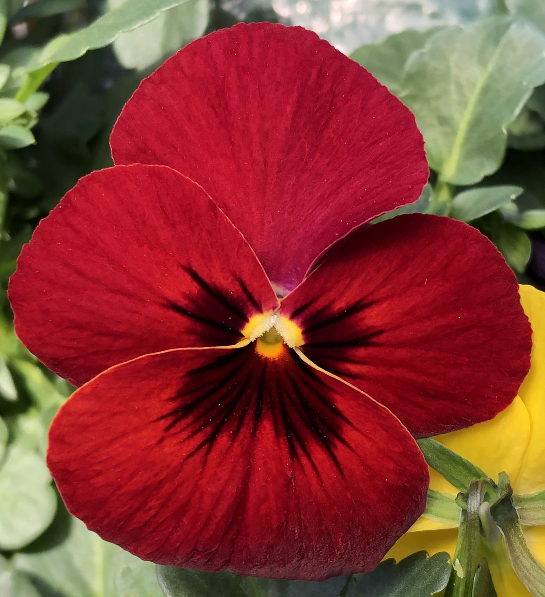 uffelenjohn's tweet image. Even wat kleur brengen in de ochtend #violen #cornuta