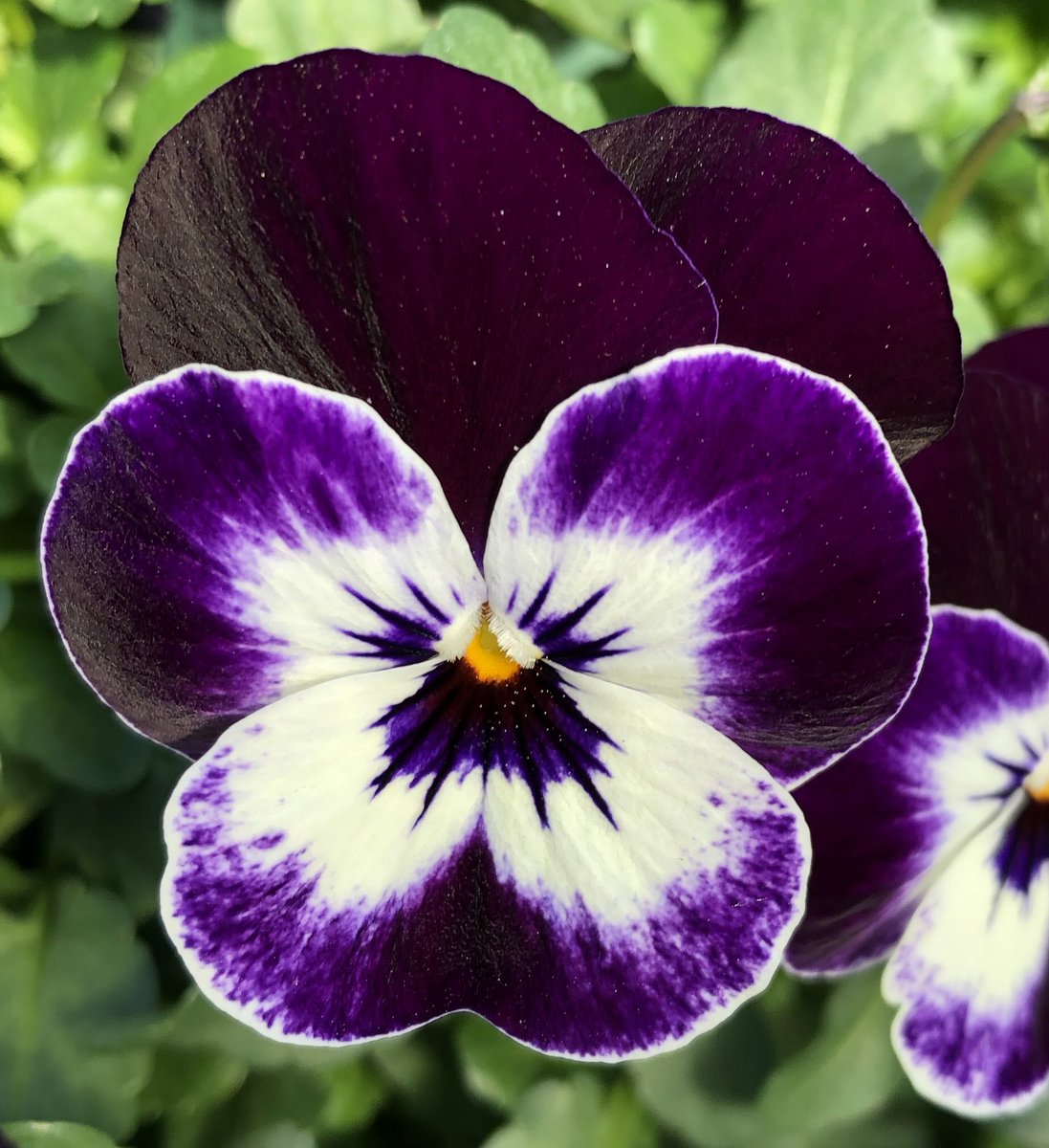 uffelenjohn's tweet image. Even wat kleur brengen in de ochtend #violen #cornuta