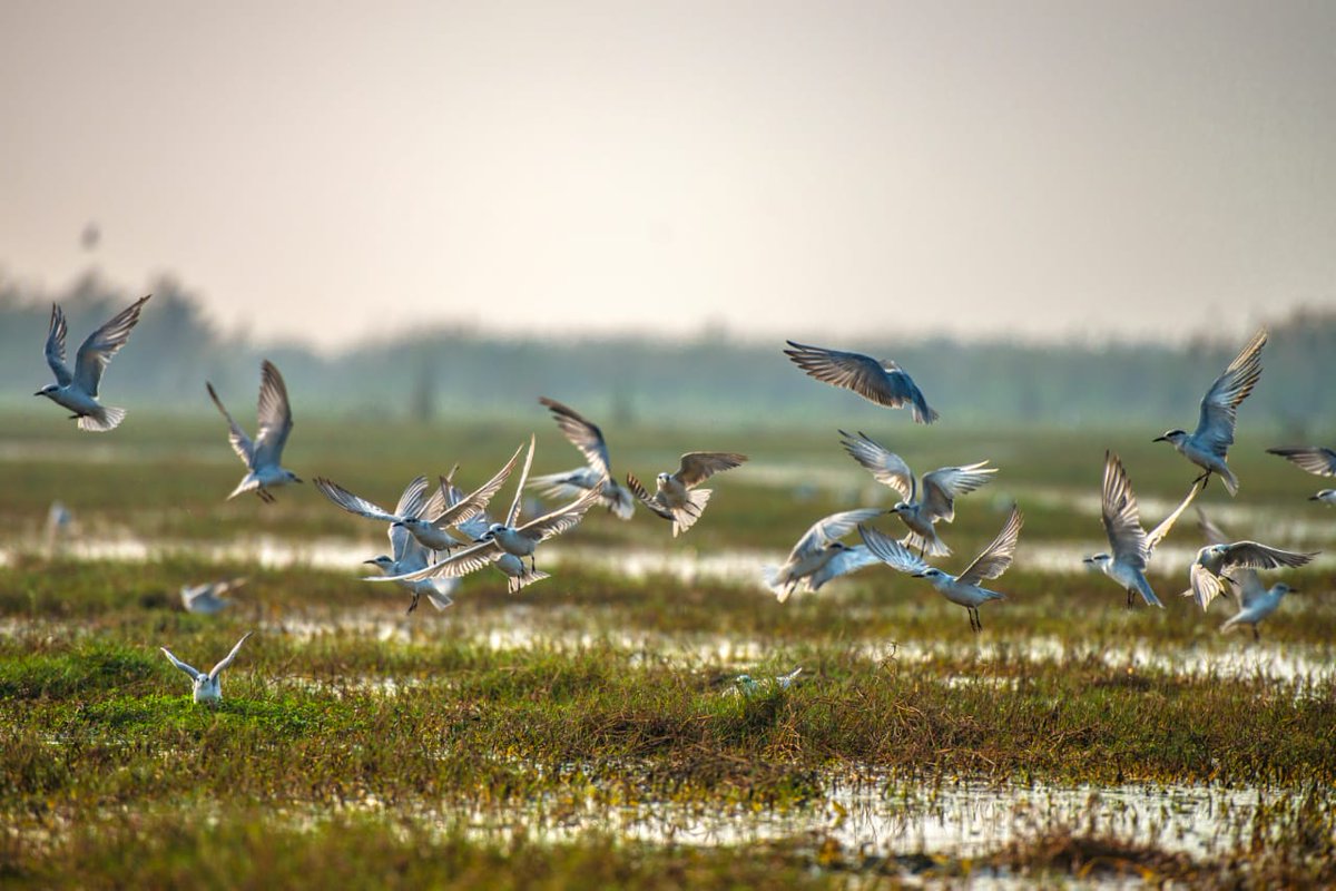 AsianWildlife's tweet photo. How deeply are you connected with your roots?
Are we missing what they have? A special bond with nature?
@amanchotani a #photographer sensitive to the natives, holds them larger than who he is, teaches you story-telling through #photography. 
@incredibleindia #OffBeatenTracks https://t.co/NBaqoAjuAt