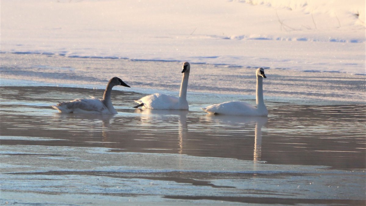 early morning swans.  I arrived just as they did. #thelandbetween #cottagecountry #protectnature #compassionateconservation