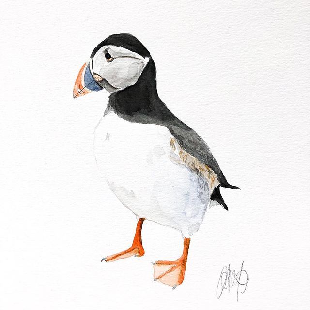 mandyla's tweet photo. Puffin! As if I don’t have enough reasons to return to Scotland and the British Isles, I’ve not seen these adorable creatures in real life before... bucket list!
🎨✒️🐦❤️
.
.
.
#art #watercolour #puffins #bucketlist #australianartist #watercolor #winso… https://t.co/7wl6h4ukjC https://t.co/2kYUtJgLaJ