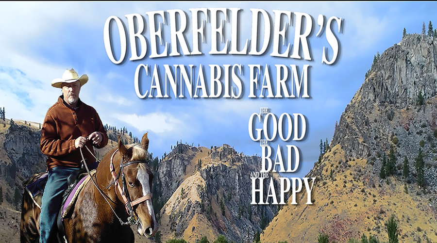 BinaryDocfilms's tweet photo. Check out the film trailer to "Oberfelder's Cannabis Farm. The Good. Bad and Happy. https://t.co/v0oXaOVNOS #documentary #FilmFestival #CannabisTourism #organic #health #CBD https://t.co/b88FWvYNYf