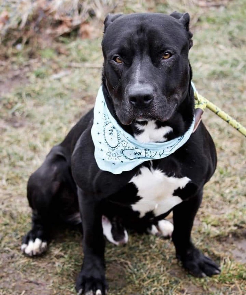 UrbanPawPet's tweet photo. INDIANA! Animal Protection League Indiana is currently maxed out with adorable dogs and cats looking for their furever home, or an awesome, loving foster home to get them out of the shelter and allow them to rescue even more sweet animals! Visit https://t.co/4Tih9rIZwP https://t.co/zGmboBYcLZ