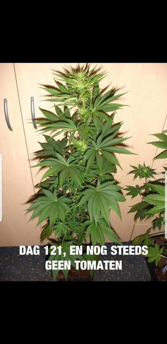 Ferry Adegeest (@ferryadegeest) on Twitter photo 