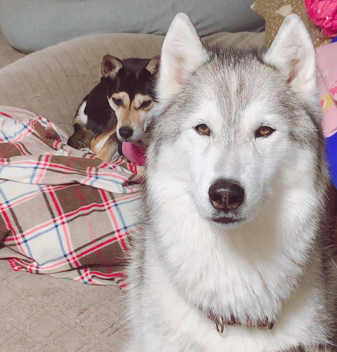 Hus5 1 揺れるまなざし Siberianhusky シベリアンハスキー 雑種犬 保護犬 わかる人は同世代