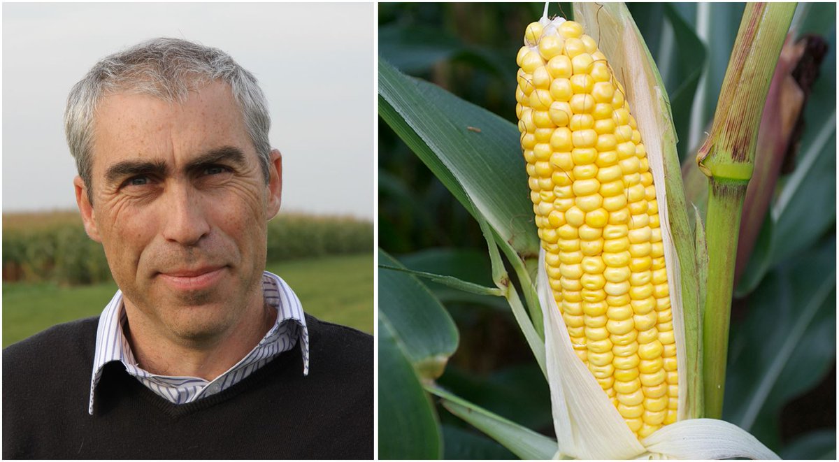 LGSeedsUK's tweet photo. Find out the ‘Big Benefits’ from choosing newer maize varieties...click here 🌽👉 https://t.co/G88VyD7MJm #maize #yield #quality #feedvalue https://t.co/mgMbazWBmX