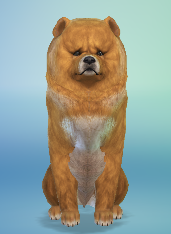 AshariaArt's tweet photo. A cute little bear 🐶🐻❤️#ChowChow now in my gallery! ♥ #Asharia #AshariaArt #TheSims #TheSims4 Gallery Link: https://t.co/7eU96MgwS8 https://t.co/e3itPcCoBy