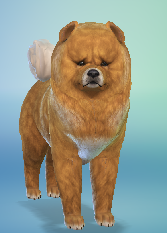 AshariaArt's tweet photo. A cute little bear 🐶🐻❤️#ChowChow now in my gallery! ♥ #Asharia #AshariaArt #TheSims #TheSims4 Gallery Link: https://t.co/7eU96MgwS8 https://t.co/e3itPcCoBy