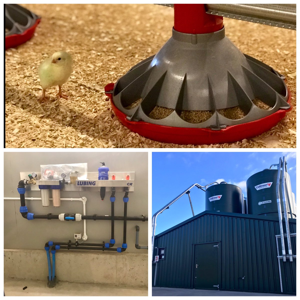 Birds in at Colin and Dans new site. Full <a href="/jfmckennaltd/">JF McKenna Ltd</a> supply with <a href="/fancombv/">Fancom</a> vent with #Fantura inlet. <a href="/choretime/">Chore-Time</a> #konavi feeders. <a href="/CollinsonAgri/">Collinson Silos 🇬🇧</a> <a href="/HATO_lighting/">HATO Agricultural Lighting</a>  <a href="/lubinguk/">Lubing UK & Ireland</a> built with <a href="/ConnopConcrete/">Connop & Son</a> <a href="/Morspan/">Morspan Construction</a> @SecurcomSystems #smarterforpoultry 🐥🐥🐥