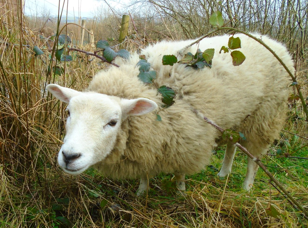 PixiePaganBTWS's tweet photo. Bah! Pixie the mini sheep here! 

Thank you for following mine and Pagan's page! 

I've started today by getting tangled in these brambles! They just jumped on me and then bah! I was stuck! 

Mum came and set me free again! 

🌿🐑🌿 https://t.co/vX07ICuyCj