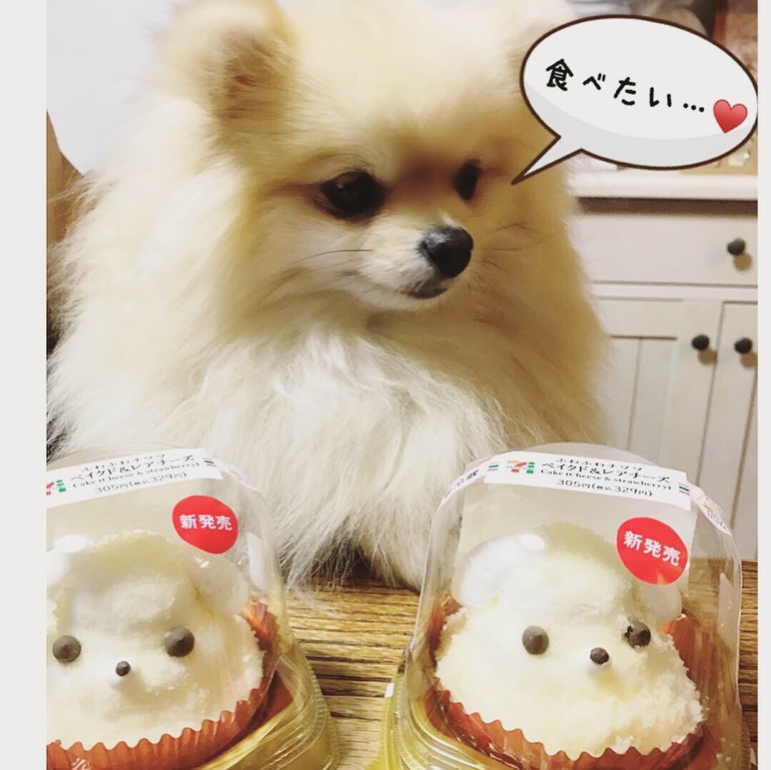 2tightKeiko's tweet photo. ぷりんฅ՞•ﻌ•՞ฅﾜﾝ♥にそっくりなケーキをコンビニで発見した旦那さん🍰
【ふわふわチワワ】ってなってるけどポメちゃんにも見えるねぇ😊🥰
#コンビニスイーツ #セブンイレブン 
#ポメ  #ポメラニアン  #ぽめ
#ぽめらにあん
#ポメラニアン女の子
#ポメラニアンさん3歳 https://t.co/PKbGKLewvG