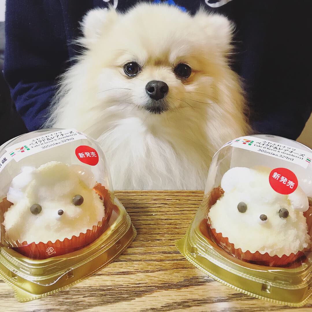 2tightKeiko's tweet photo. ぷりんฅ՞•ﻌ•՞ฅﾜﾝ♥にそっくりなケーキをコンビニで発見した旦那さん🍰
【ふわふわチワワ】ってなってるけどポメちゃんにも見えるねぇ😊🥰
#コンビニスイーツ #セブンイレブン 
#ポメ  #ポメラニアン  #ぽめ
#ぽめらにあん
#ポメラニアン女の子
#ポメラニアンさん3歳 https://t.co/PKbGKLewvG