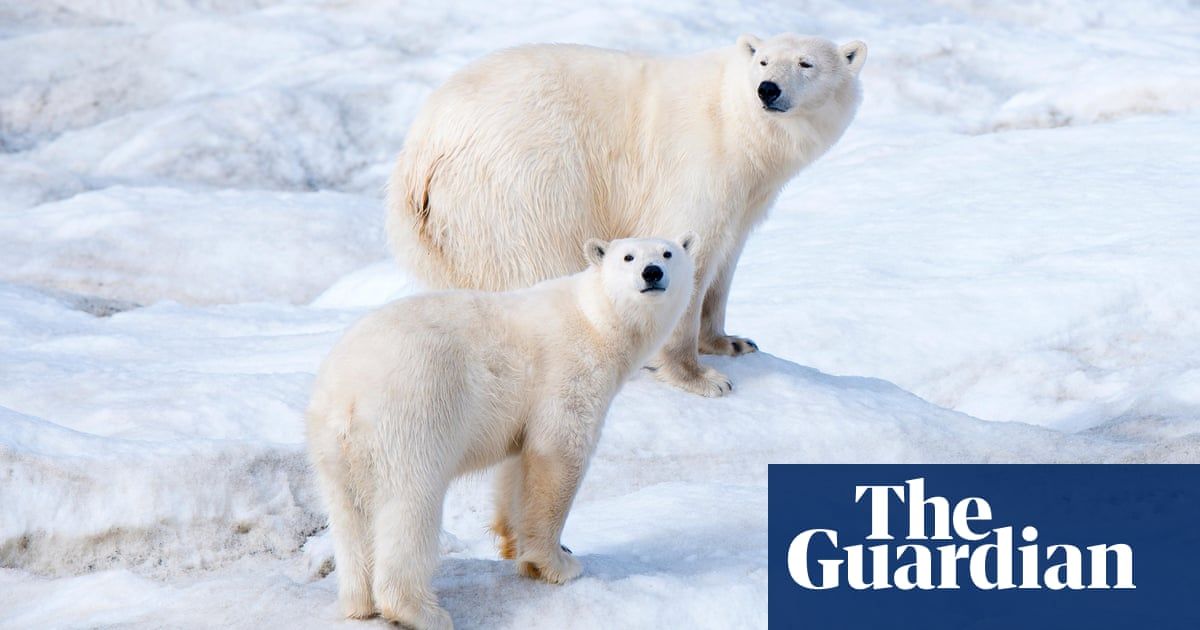 What polar bears in a Russian apartment block reveal about the climate crisis ❄️
buff.ly/2WX9AGw