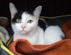 Easterleigh_AS's tweet photo. Esmae our one years old black and white DSH cat needs a loving home for more information please visit https://t.co/lqKqNM0ecJ #catsofinstagram #catslover #cat #cats #animals #kittensofinstagram #CatsOfTwitter #cats https://t.co/ivZqguEJZM