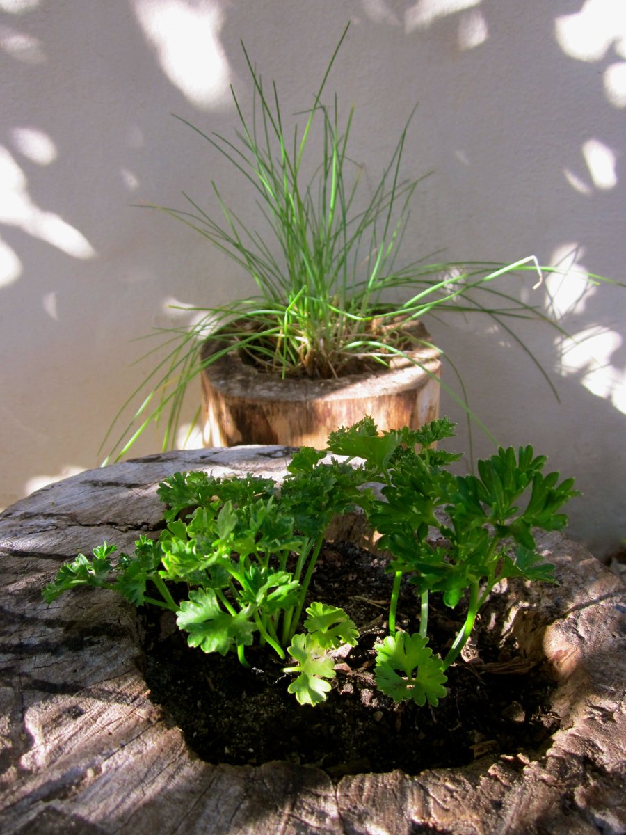 herb_home's tweet photo. You don't need a garden to have a home #herb garden. #homeherbgardens #growherbs #homeherbs #freshherbs https://t.co/VpQGHq2RTq