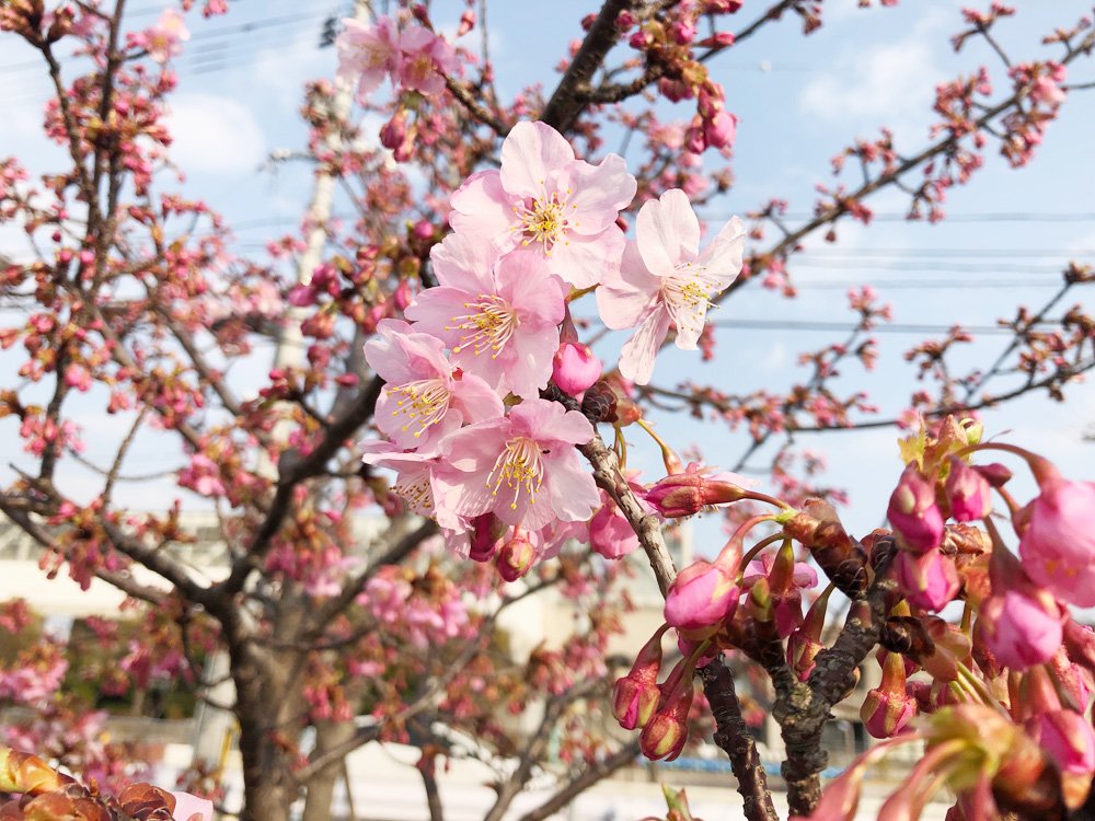 もうすぐ春ですねちょっと気取ってみませんか Twitter Search もうすぐ春ですねちょっと気取ってみませんか Twitter Search