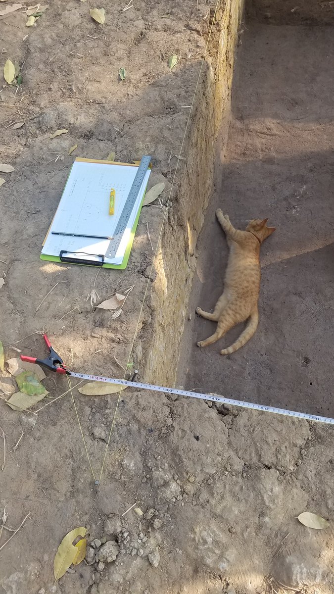LLeungg's tweet photo. Fortunate to have worked with the Cambodian Ministry of Culture & Fine Arts, @FLINArchaeology & Nabunken at #Longvek the 16-17th c. capital. Had a great time recovering tradeware ceramics! Diverse range of artefacts & trench animals π±πΆππ¦ https://t.co/qjn8aDX54R