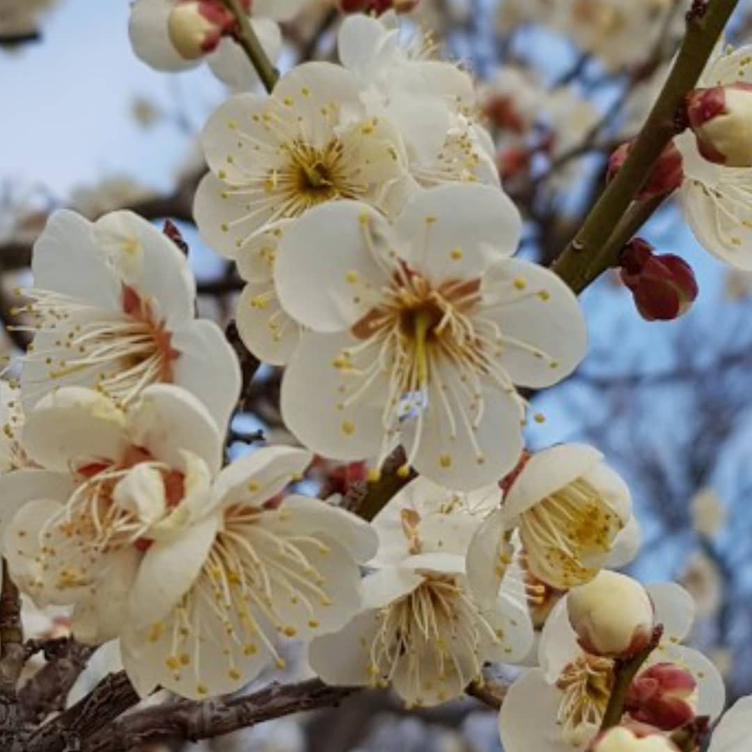 geouyun's tweet image. Plum blossoms suddenly in the southern part of the Korean peninsula. Spring is already near us, and things like dust are blocking it.
 The red plum seems to be seen as if you look at the spring.