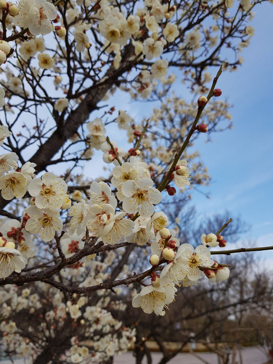 geouyun's tweet image. Plum blossoms suddenly in the southern part of the Korean peninsula. Spring is already near us, and things like dust are blocking it.
 The red plum seems to be seen as if you look at the spring.