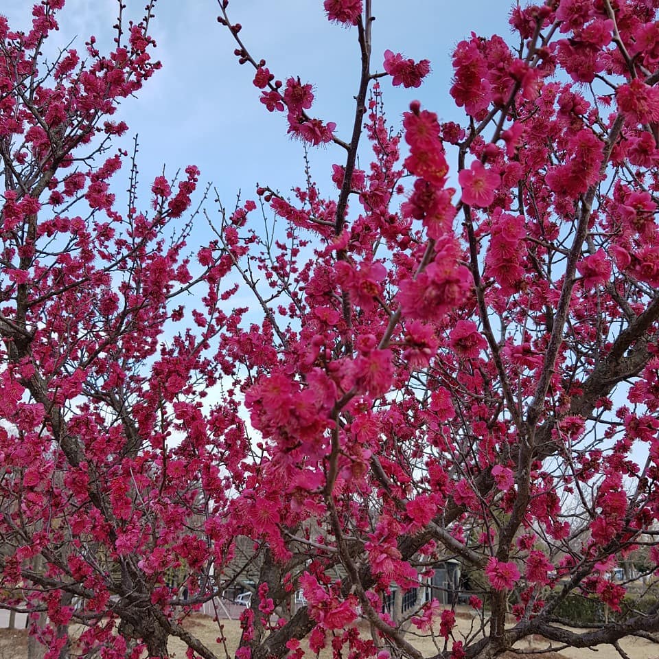 geouyun's tweet image. Plum blossoms suddenly in the southern part of the Korean peninsula. Spring is already near us, and things like dust are blocking it.
 The red plum seems to be seen as if you look at the spring.