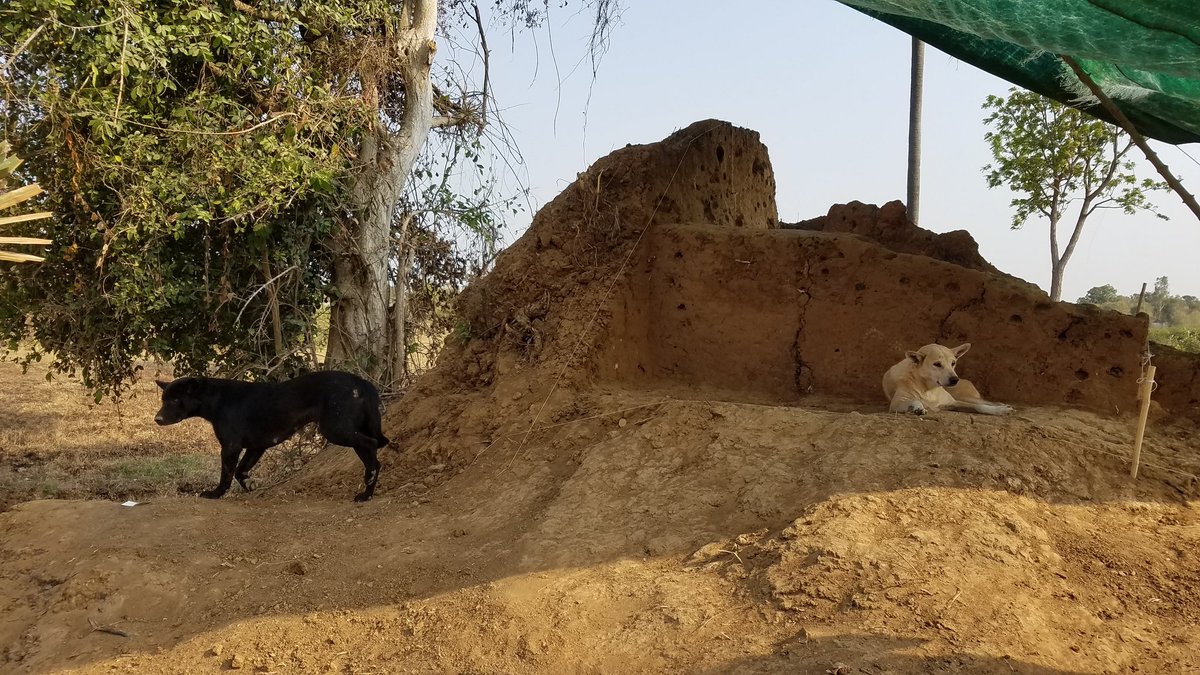 LLeungg's tweet photo. Fortunate to have worked with the Cambodian Ministry of Culture & Fine Arts, @FLINArchaeology & Nabunken at #Longvek the 16-17th c. capital. Had a great time recovering tradeware ceramics! Diverse range of artefacts & trench animals π±πΆππ¦ https://t.co/qjn8aDX54R