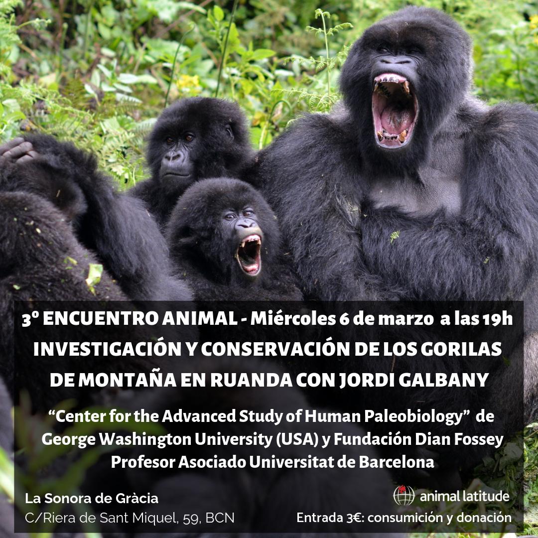 ¿Qué sabes de los gorilas de montaña? Compartimos un artículo de <a href="/jordigalbany/">Jordi Galbany</a>  <a href="/APEspain/">APE</a> sobre su conservación e investigación. Pero te esperamos en la charla de Jordi el 6 MARZO 19h en La <a href="/sonoradegracia/">La Sonora de Gràcia</a>  ow.ly/8XH430nUTqm #gorilla #primate Dian Fossey Gorilla Foundation