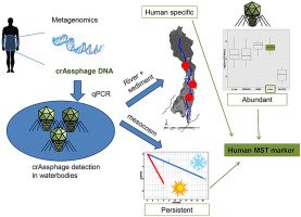 WaterRes_J's tweet image. Dynamics of #crAssphage as a human #sourcetracking marker in environments with potential #faecal pollution sciencedirect.com/science/articl…