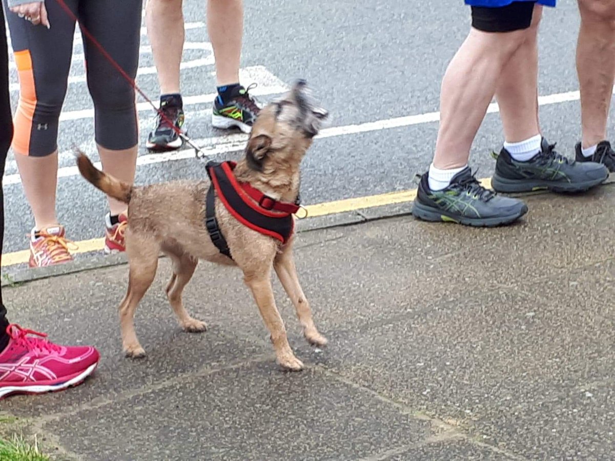 crosbyparkrun1's tweet photo. Lola ready for the off plus a friend looking on. Lola, one of our regular barkrunners, always gets excited just before we head off. Let's see your barkrunners! #crosbyparkrun #crosbybeach #crosby #barkrun #parkrunuk #pakrun #loveparkrun #barkrunner #ukrunchat https://t.co/s7bMGIbktV