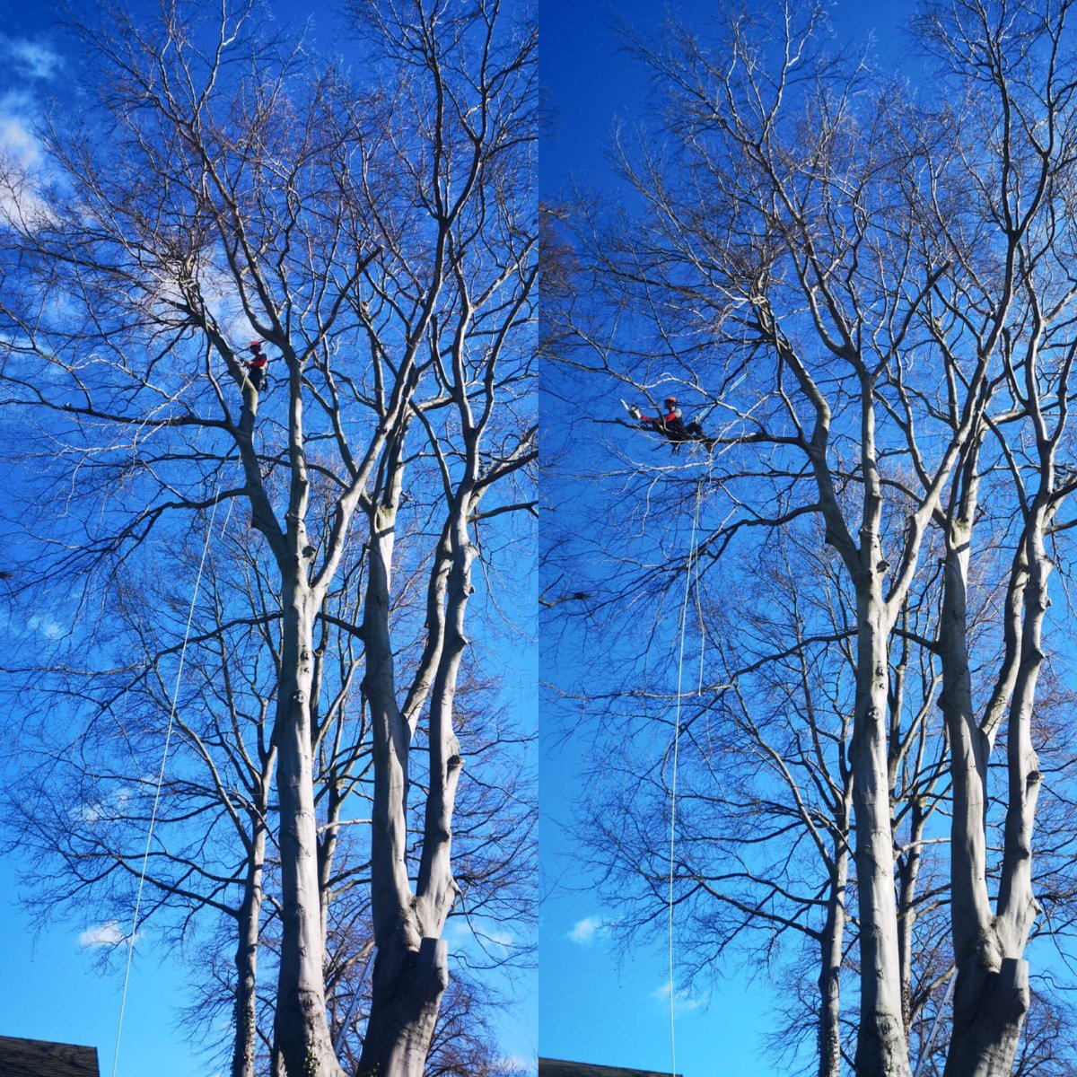 whartontrees's tweet photo. Out on a limb....literally! #treesurgeon #treesurgery #arboriculture #arborist #trees #beechtree #pruning #whartontreeservices #norfolk https://t.co/6Y6frfCDCG