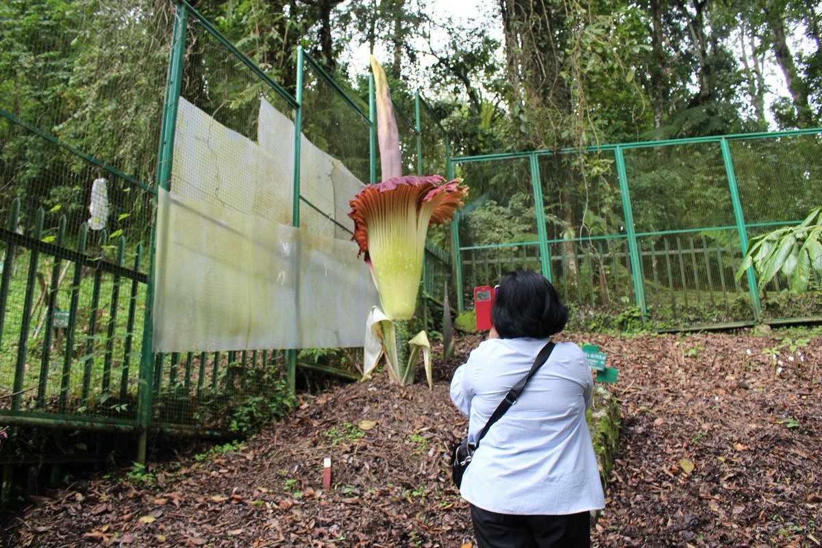 science_BRIN's tweet photo. Foto-foto mekarnya bunga bangkai (Amorphophallus titanum) di Kebun Raya Cibodas #LIPI hari ini Selasa (5/3). Jangan tertukar dgn Rafflesia arnoldii yg dijuluki Padma Raksasa itu ya #SahabatLIPI https://t.co/jkDotScPfj