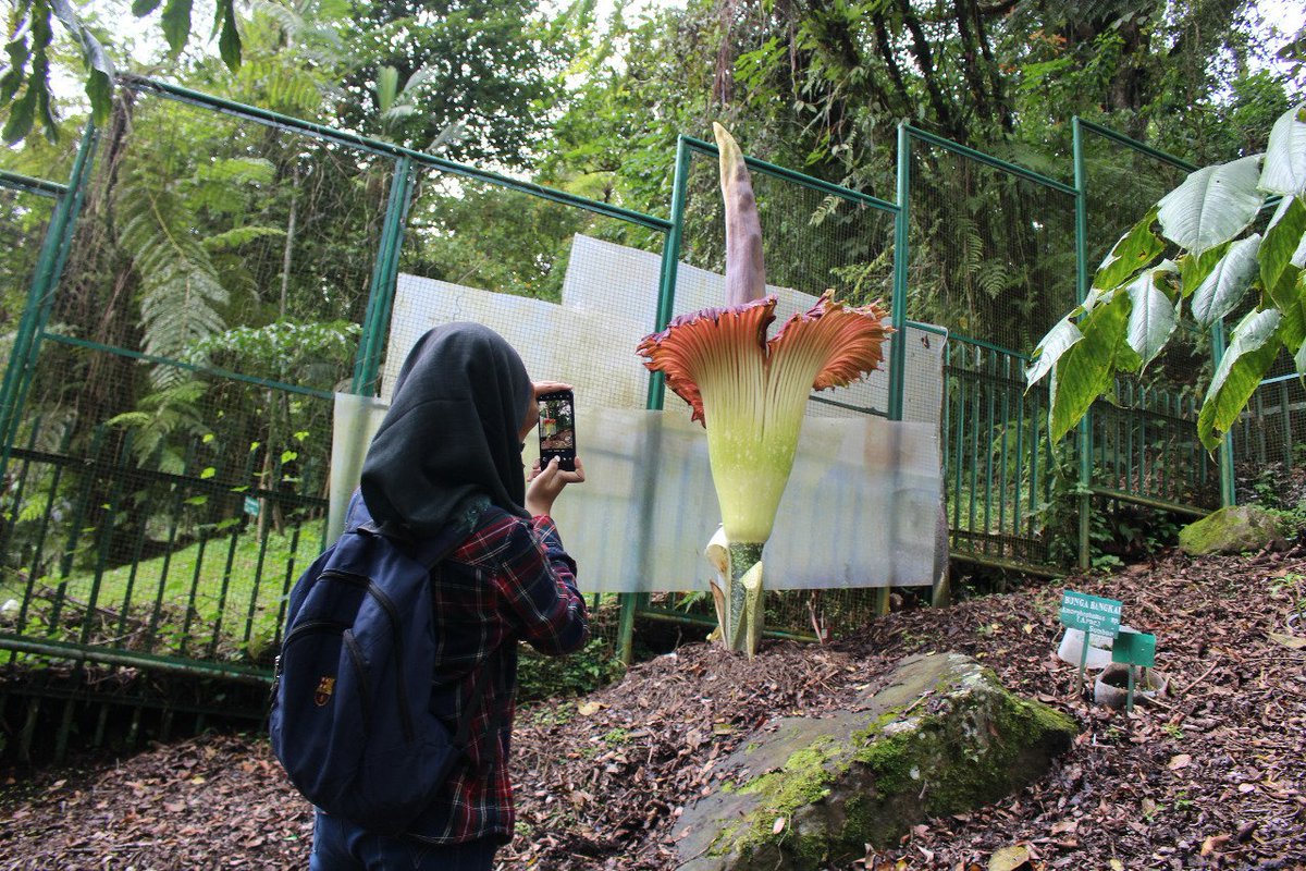 science_BRIN's tweet photo. Foto-foto mekarnya bunga bangkai (Amorphophallus titanum) di Kebun Raya Cibodas #LIPI hari ini Selasa (5/3). Jangan tertukar dgn Rafflesia arnoldii yg dijuluki Padma Raksasa itu ya #SahabatLIPI https://t.co/jkDotScPfj