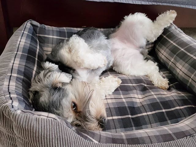 bboytruen's tweet photo. #BabySmeggs
.
#imcute.
.
.
.
.
.
.
.
.
.
.
.
.
.
.
.
.
.
.
.
.
.
.
.
.
.
.
.
.
.
.
.
.
https://t.co/MdhtSYBpY7 - code: BBOYTRUEN for 20% off order - #geopetric @geopetric.
.
#cavallore.
.
#puppy #pup #dogs #doggy #snorkie #snorkiesofinstagram #yorkie #… https://t.co/MenIGf38Rf https://t.co/Hg1hzMNt3v
